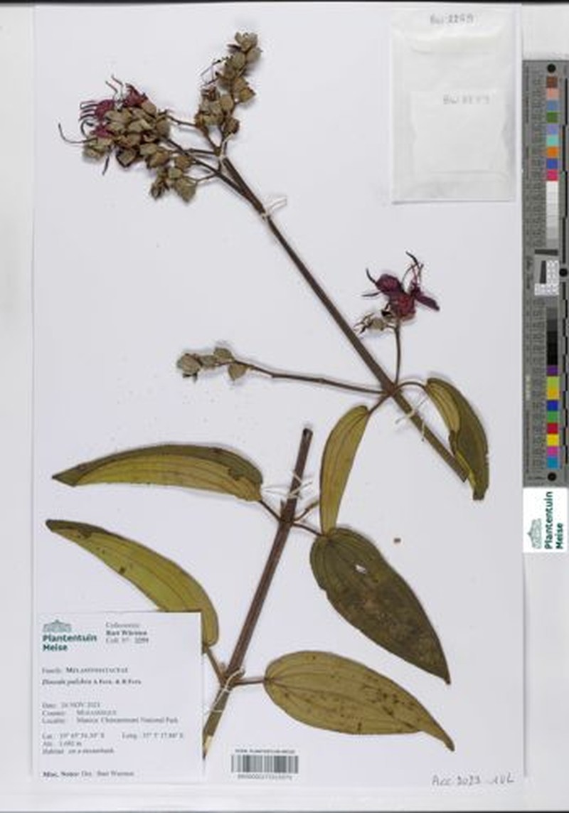 Rosettea pulchra photo 4