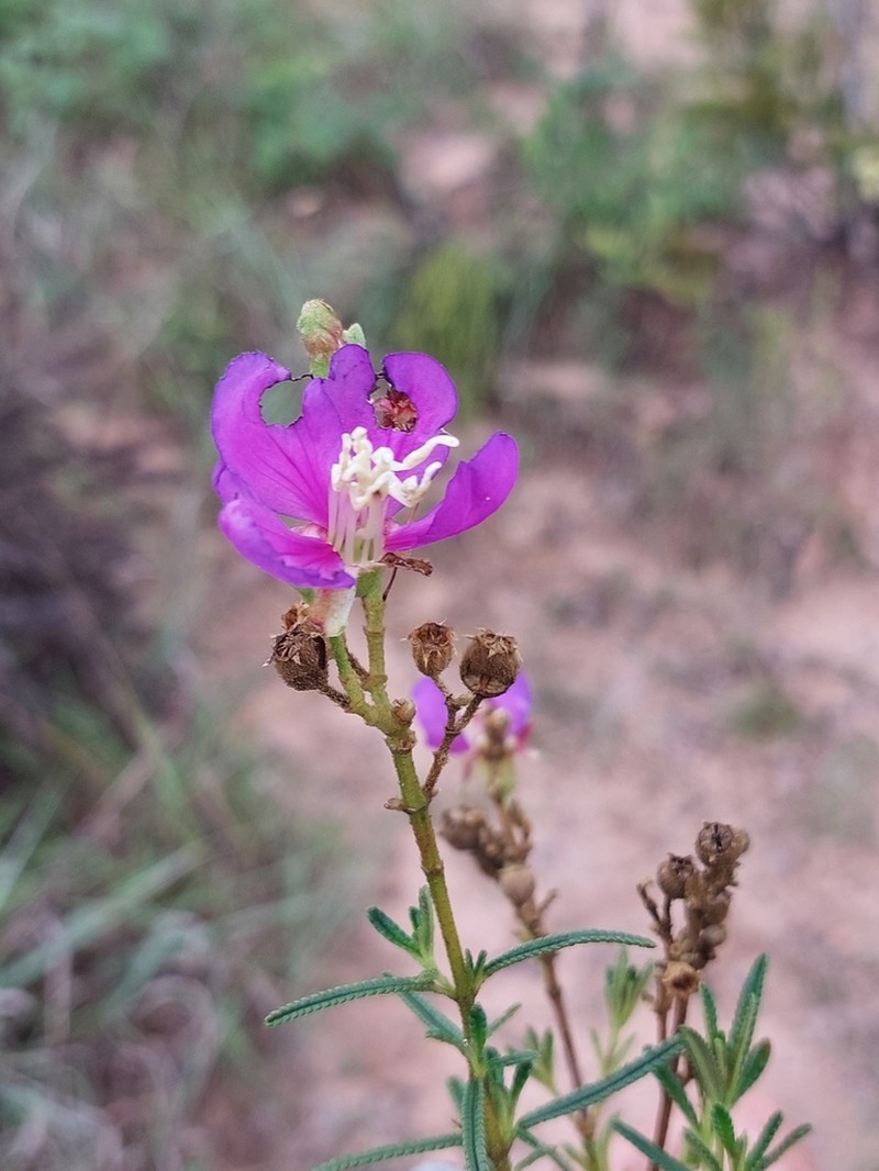 Rosettea rhinanthifolia