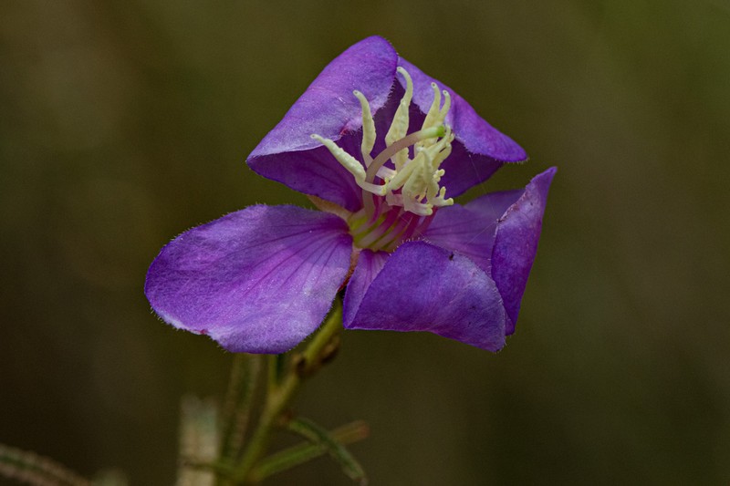 Rosettea rhinanthifolia photo 3