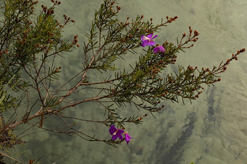 Rosettea rhinanthifolia photo 4