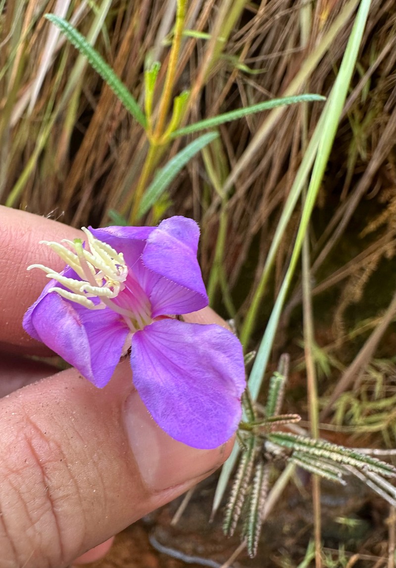 Rosettea rhinanthifolia photo 5