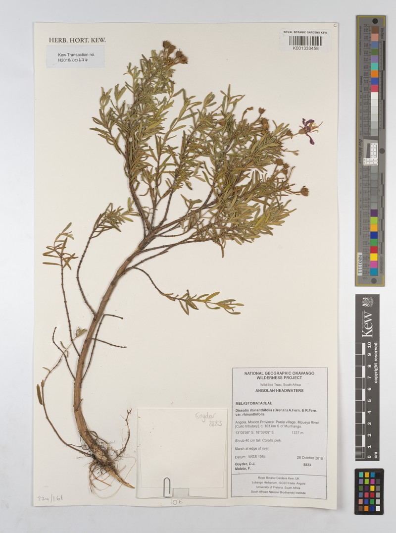 Rosettea rhinanthifolia photo 6