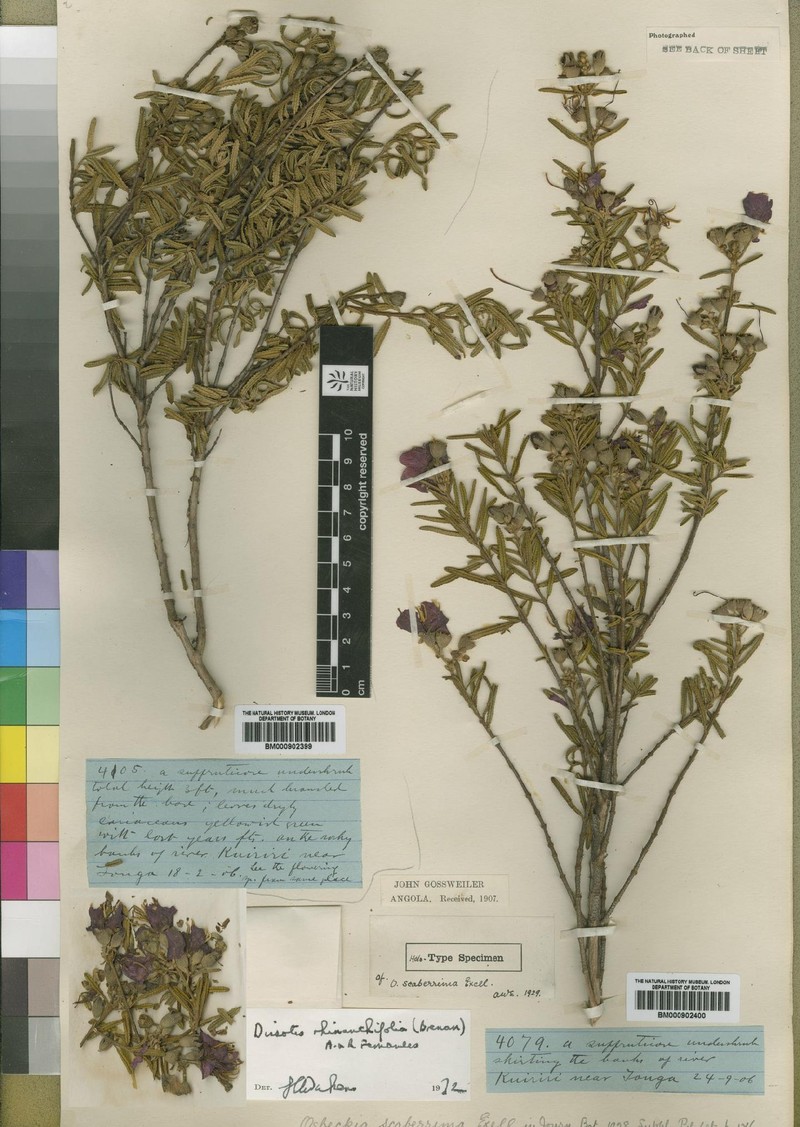 Rosettea rhinanthifolia photo 7