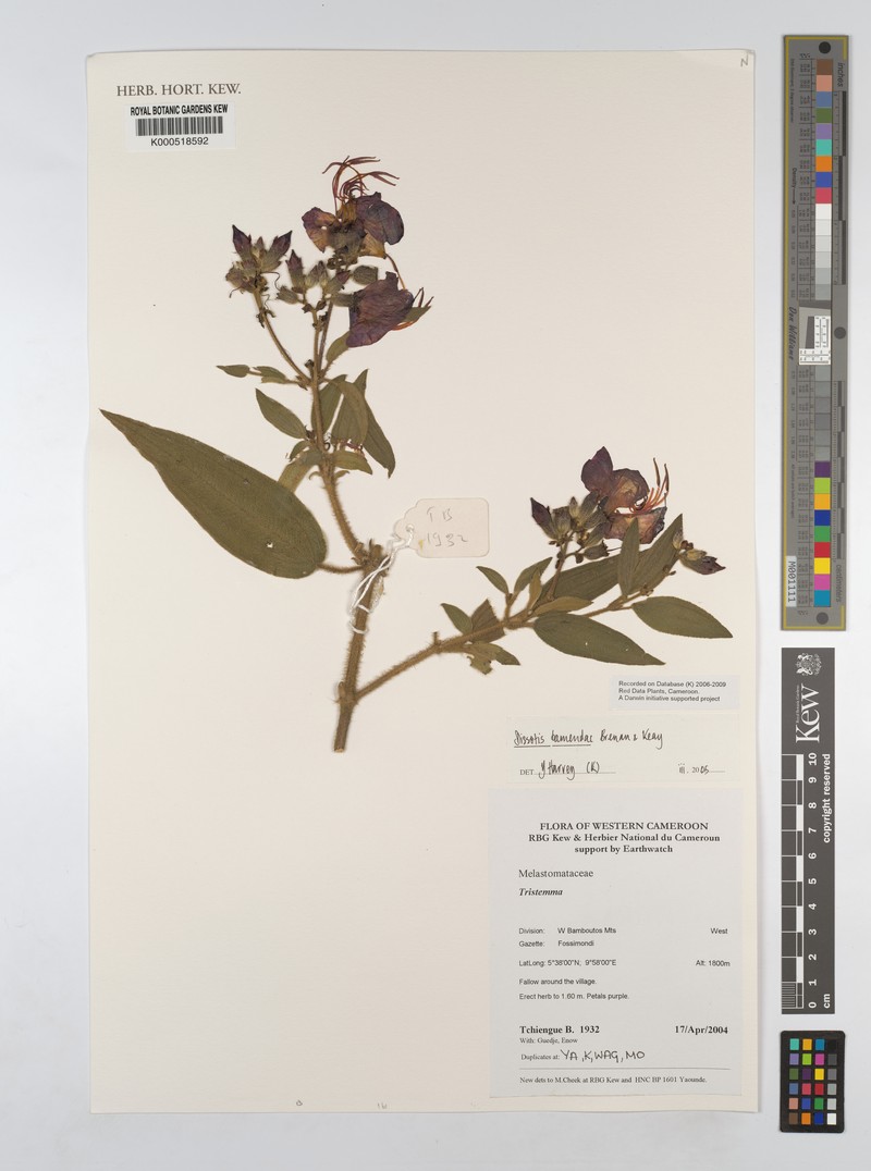 Rosettea riparia