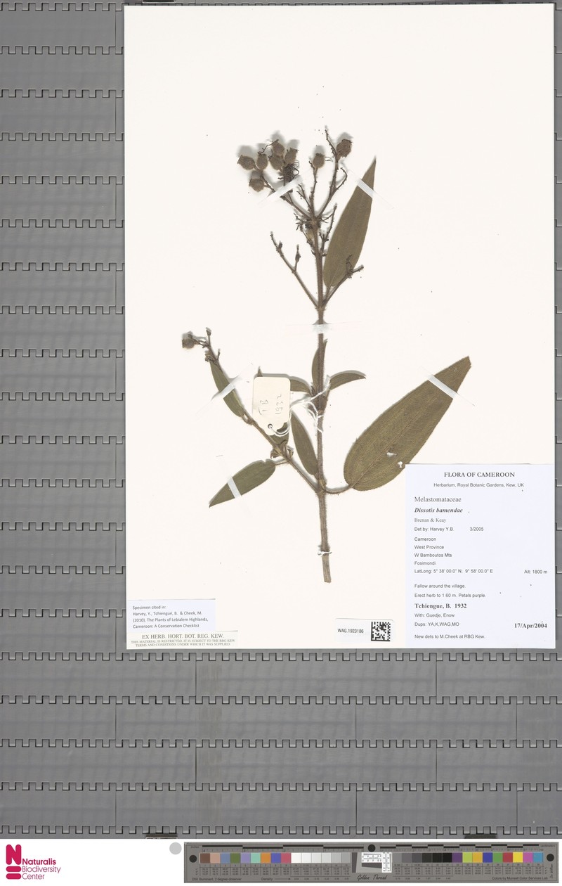 Rosettea riparia photo 2