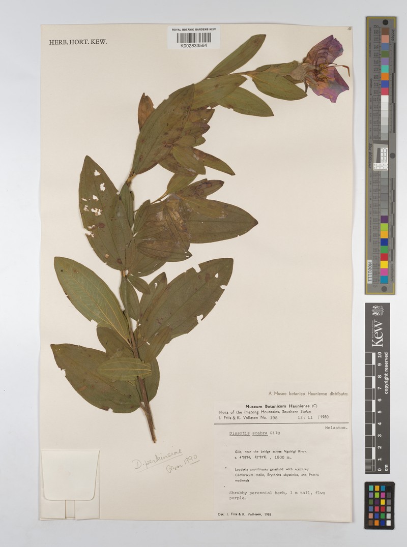 Rosettea scabra