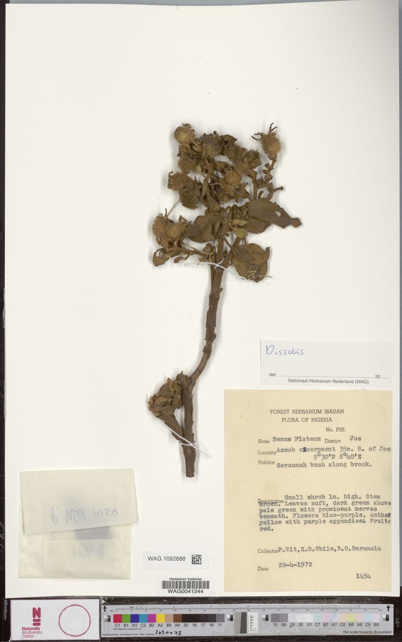 Rosettea scabra photo 2