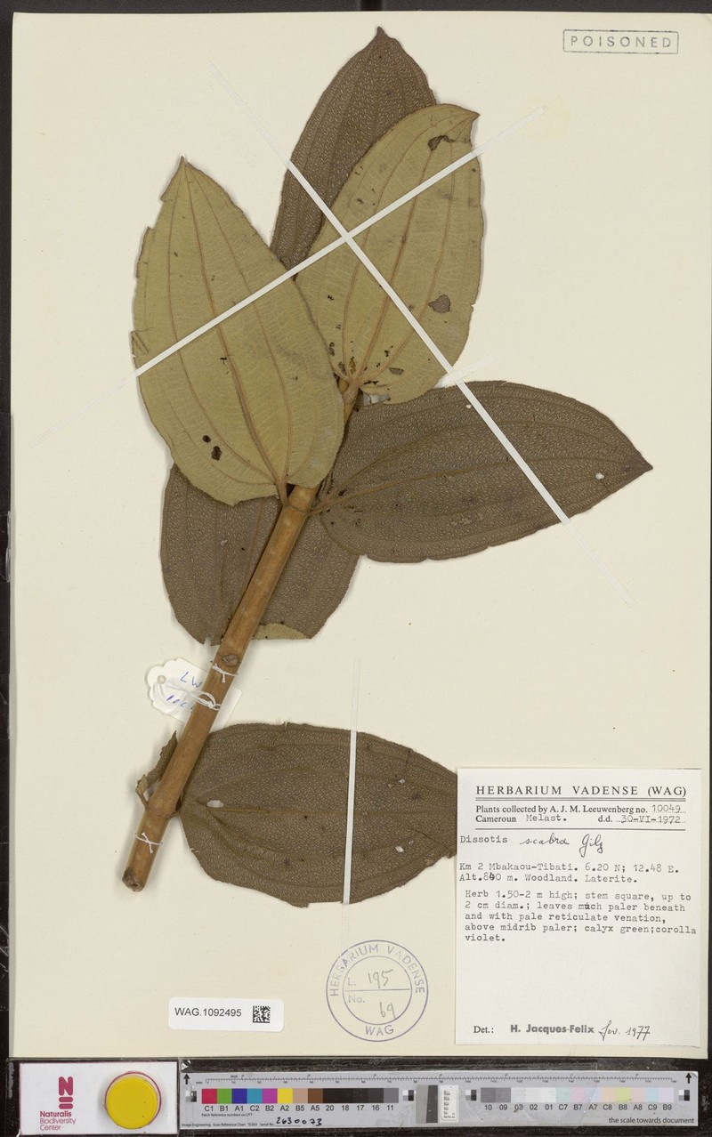 Rosettea scabra photo 4