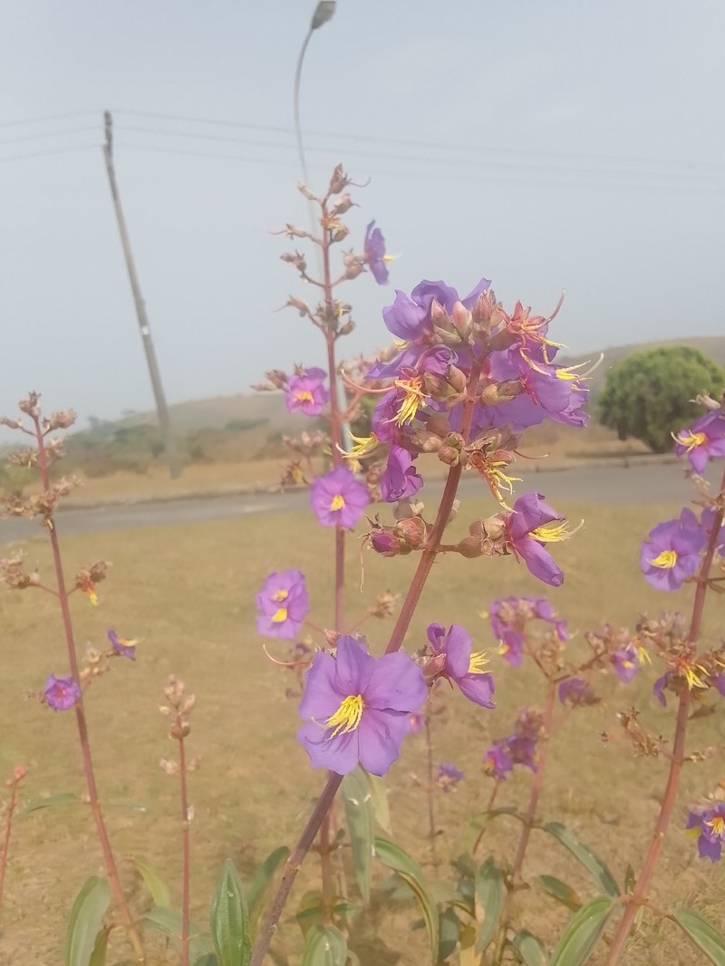 Rosettea thollonii