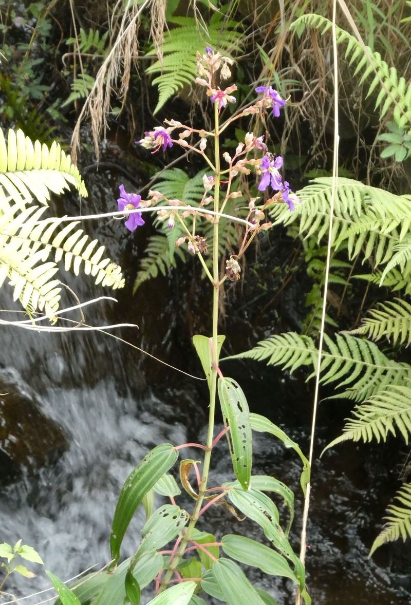 Rosettea thollonii photo 2