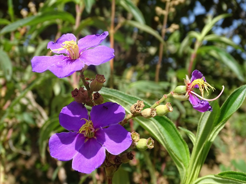 Rosettea thollonii photo 3