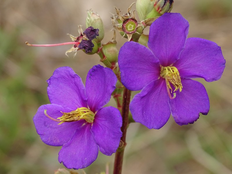 Rosettea thollonii photo 4