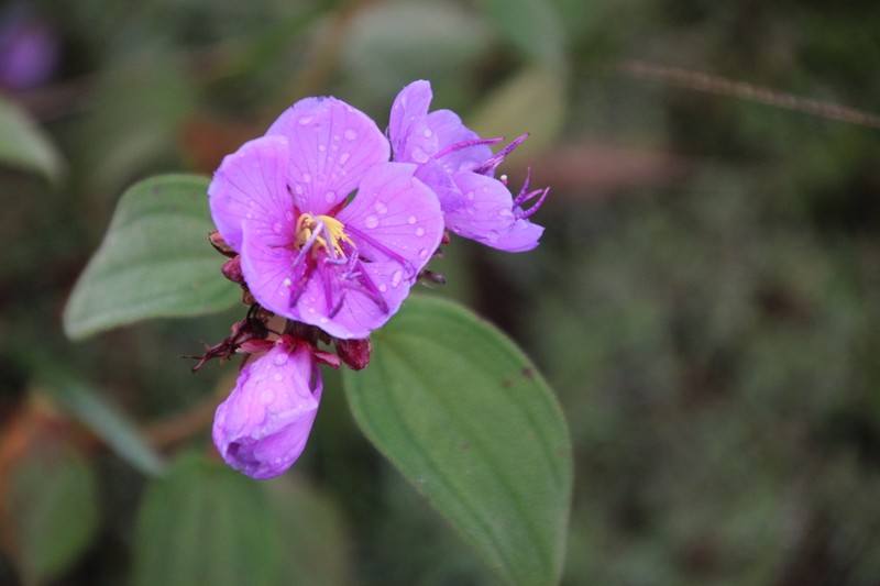 Rosettea trothae