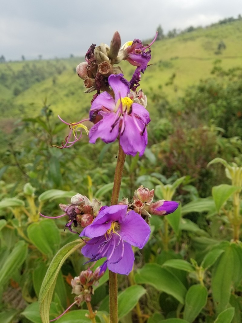Rosettea trothae photo 2