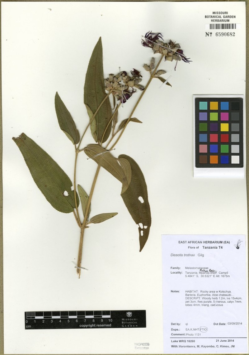 Rosettea trothae photo 3