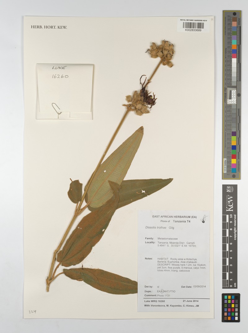 Rosettea trothae photo 4