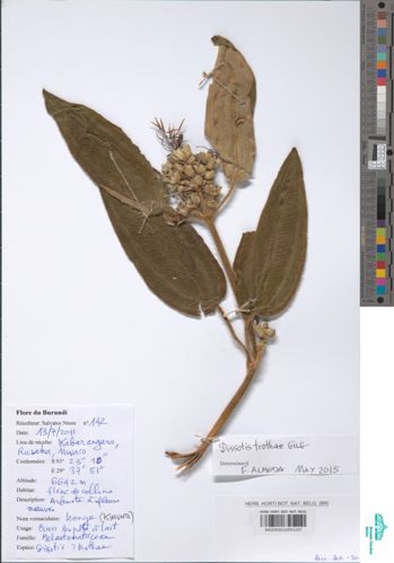 Rosettea trothae photo 5