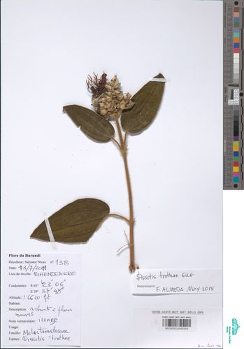 Rosettea trothae photo 6
