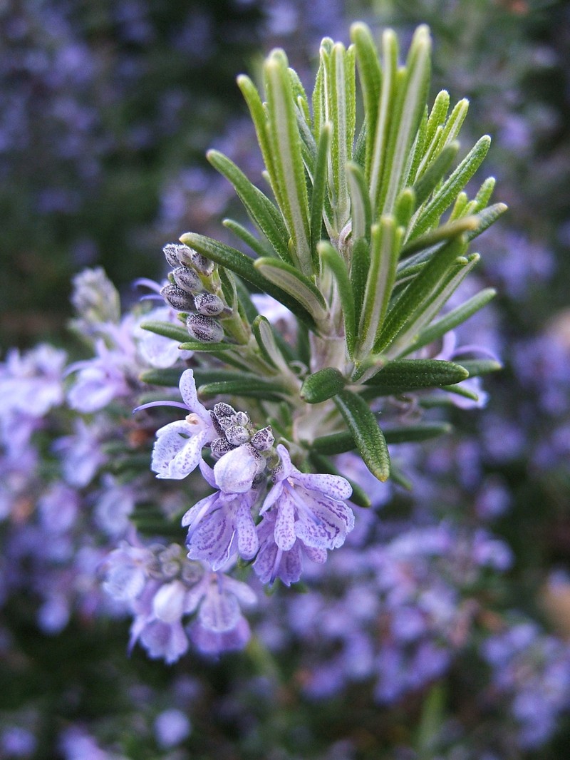 Rosemary photo 2