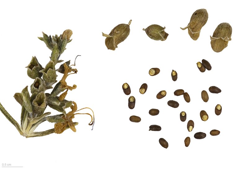 Rosemary photo 3