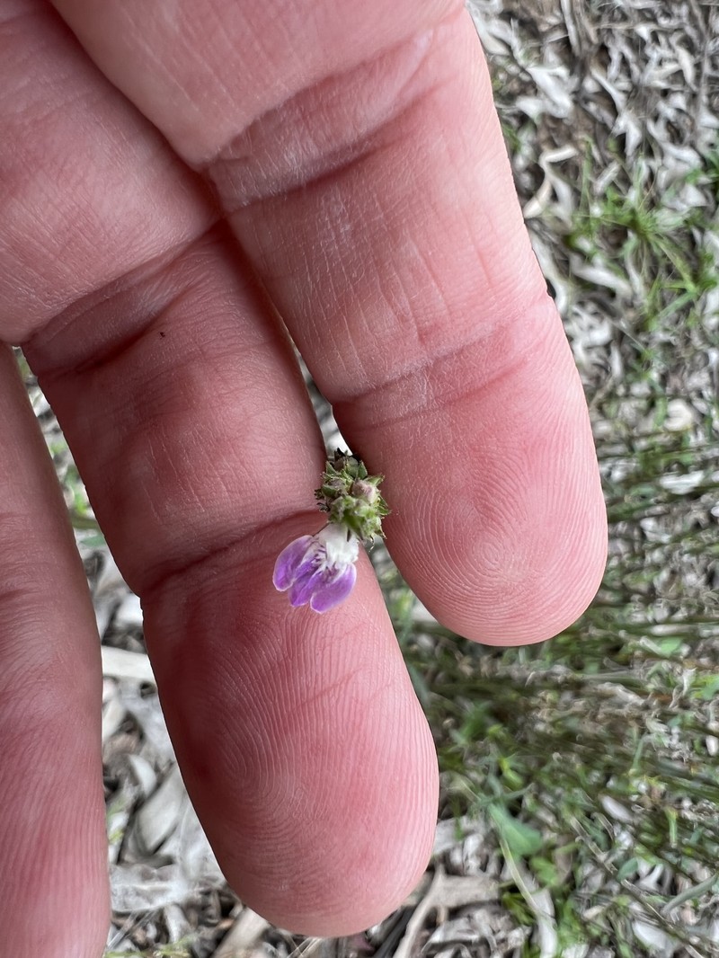Rostellularia adscendens subsp. adscendens