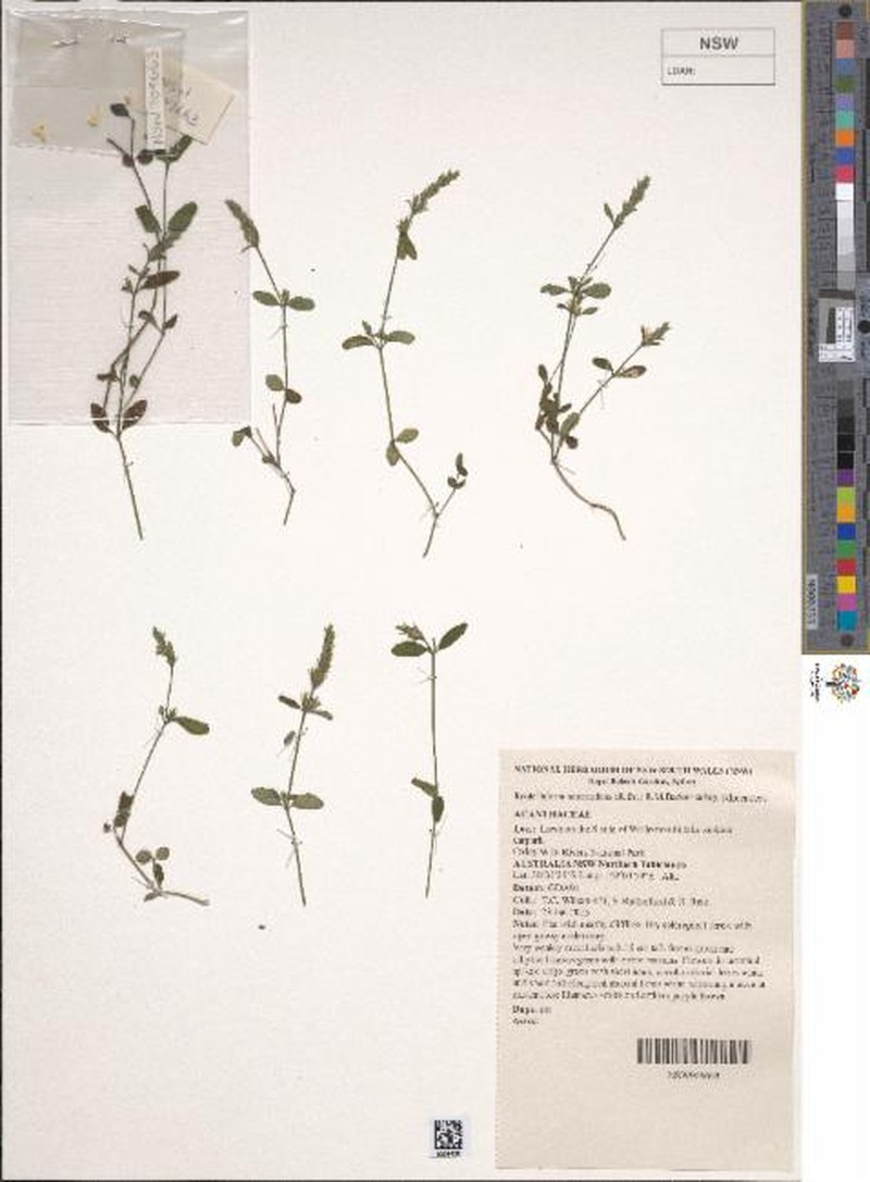 Rostellularia adscendens subsp. adscendens photo 2