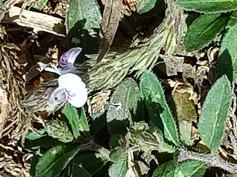 Rostellularia vahliana