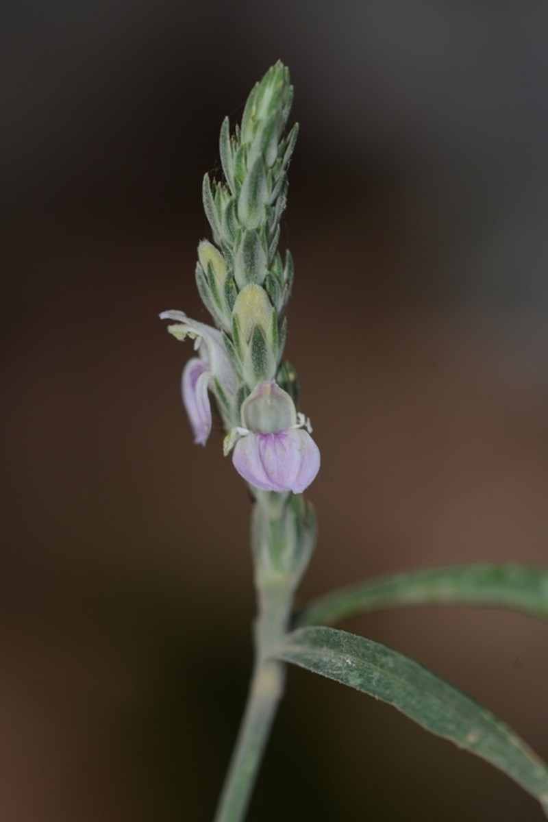 Rostellularia vahliana photo 2