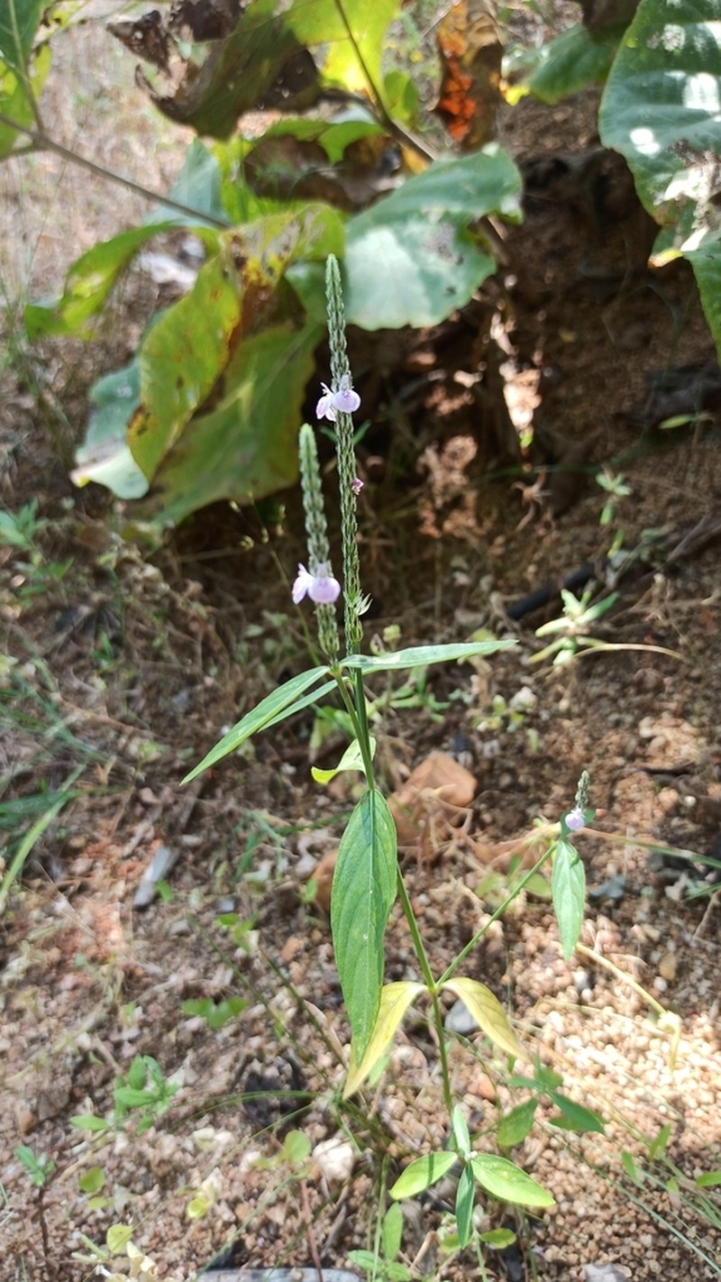 Rostellularia vahliana photo 3