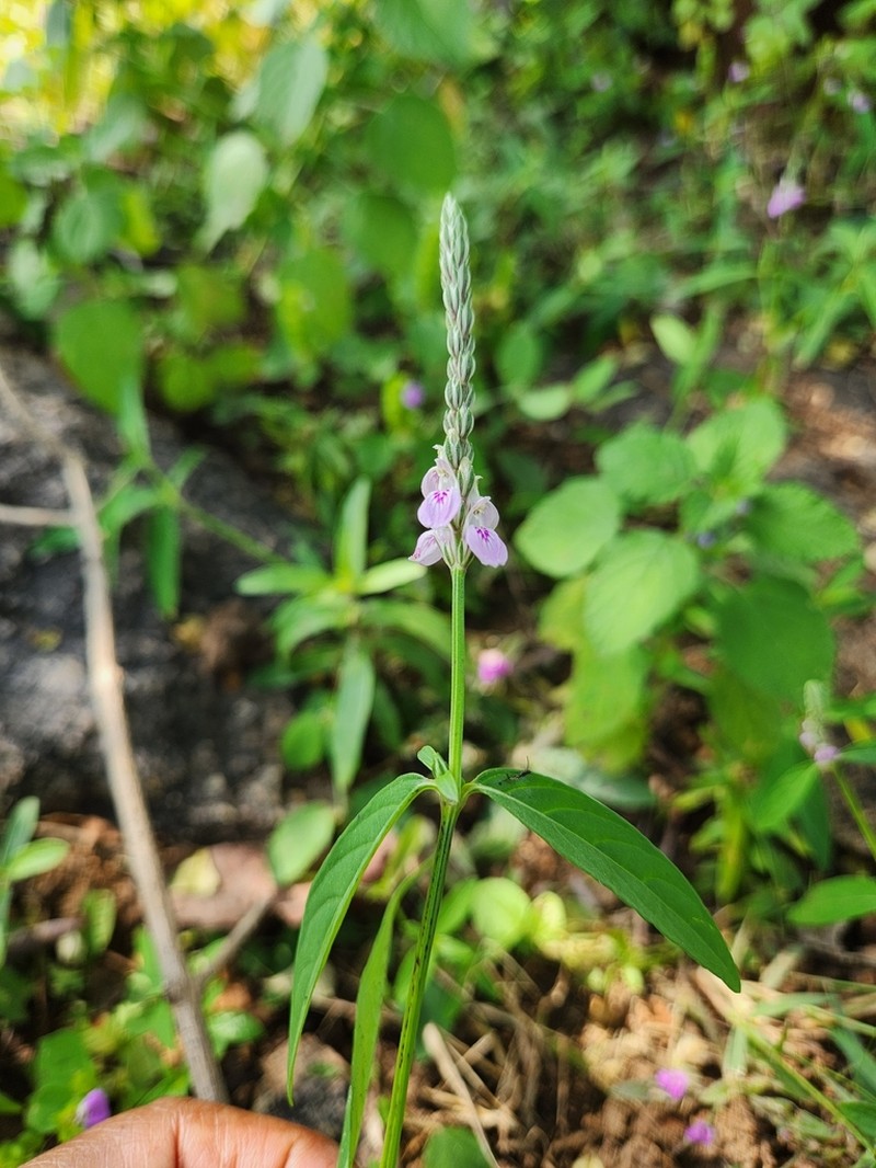 Rostellularia vahliana photo 4