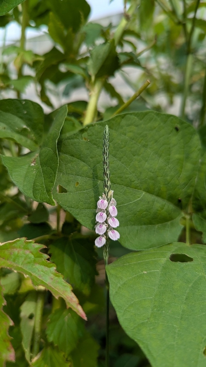 Rostellularia vahliana photo 5