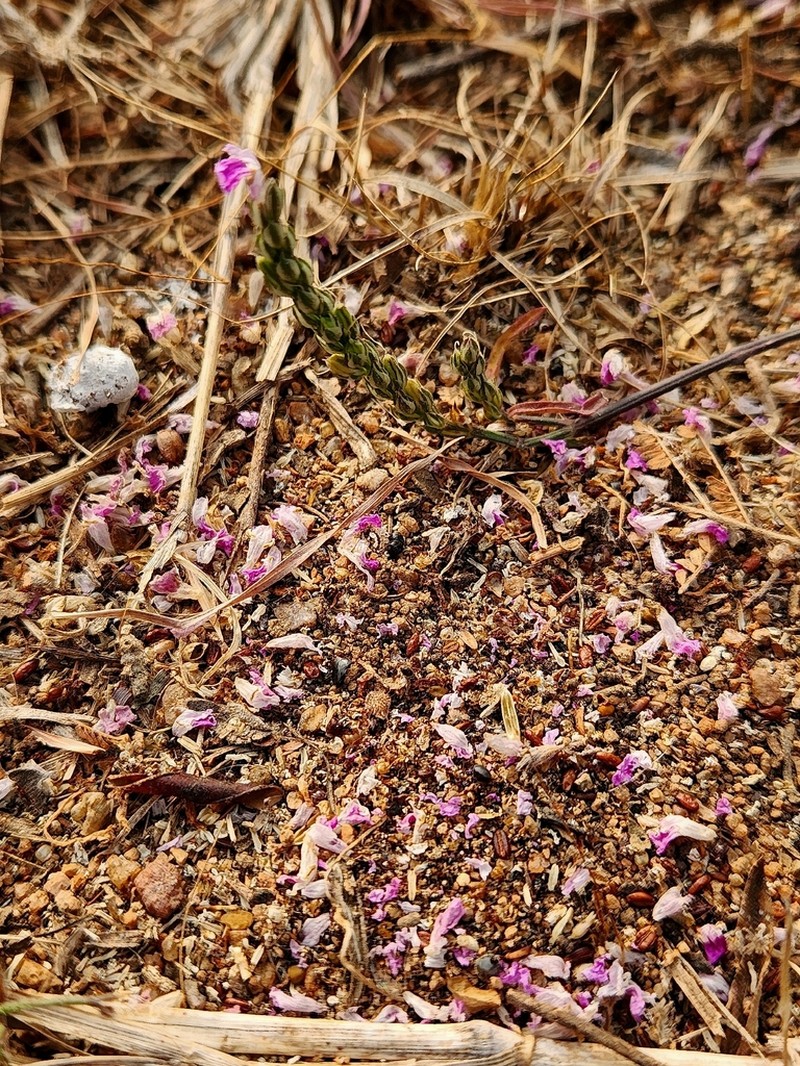 Rostellularia vahliana photo 7