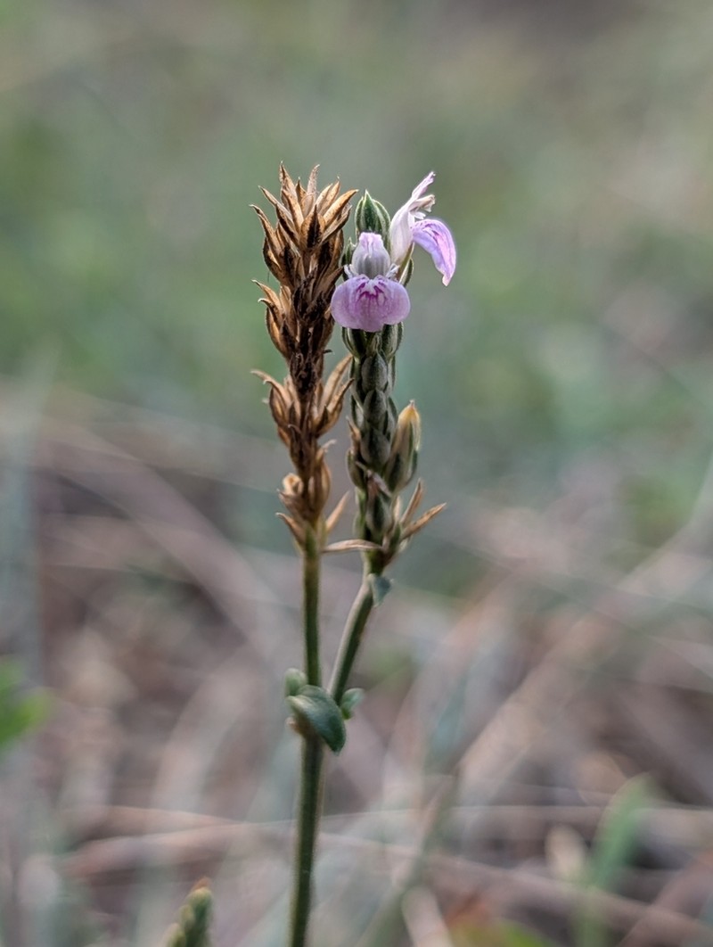Rostellularia vahliana photo 8