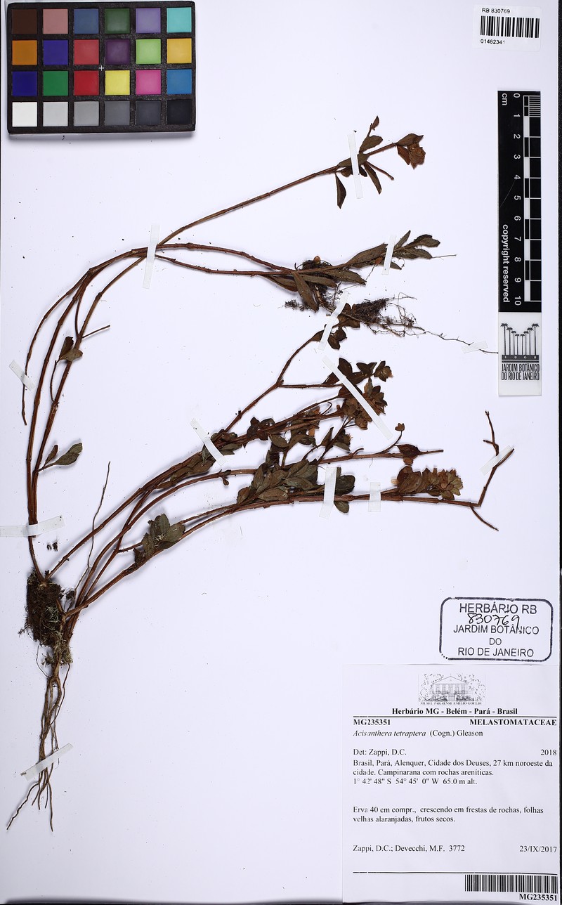 Rostranthera tetraptera