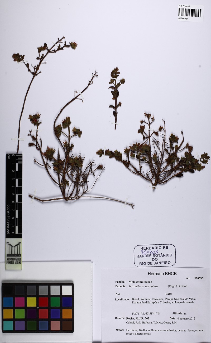 Rostranthera tetraptera photo 2