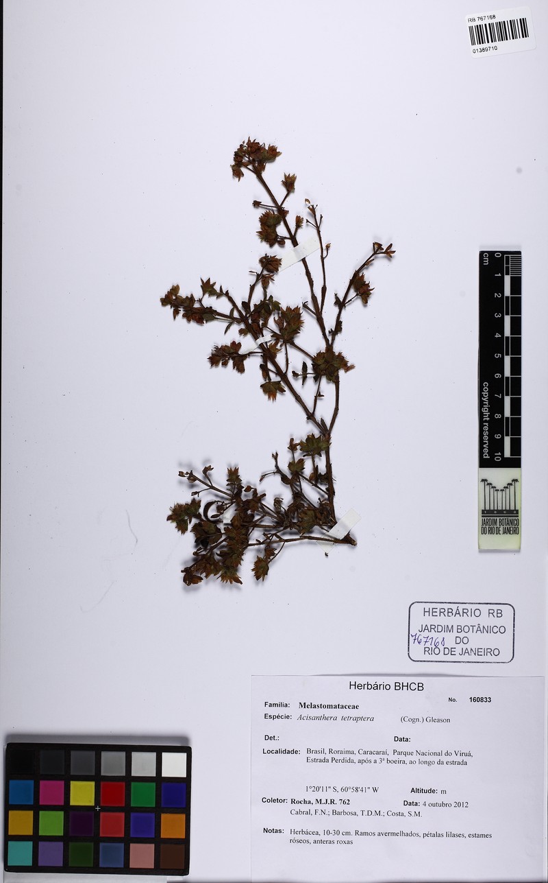 Rostranthera tetraptera photo 3