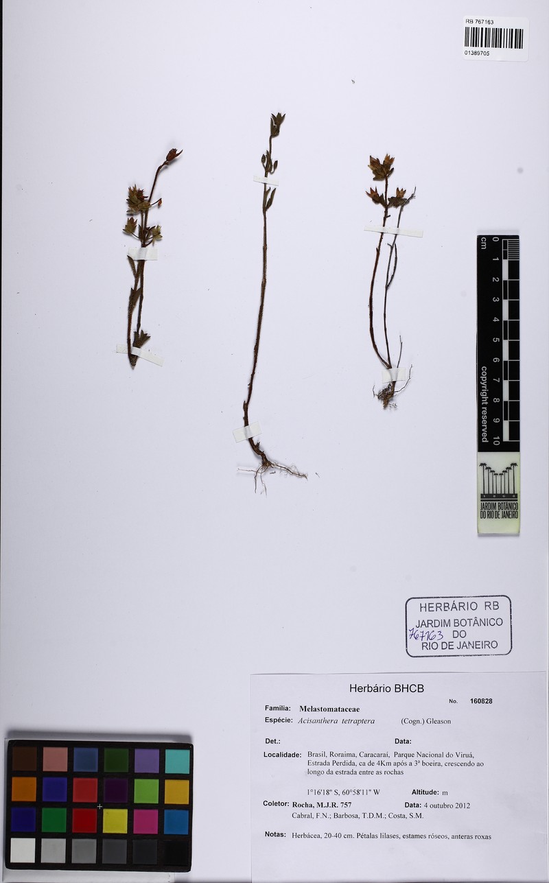 Rostranthera tetraptera photo 4