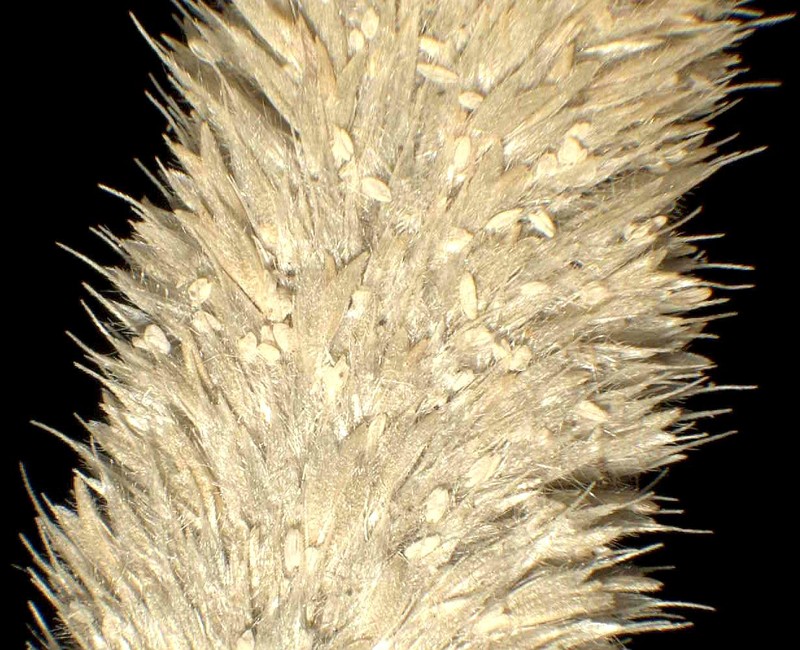 Mediterranean Hairgrass photo 5