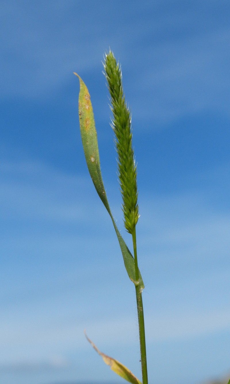 Mediterranean Hairgrass photo 4