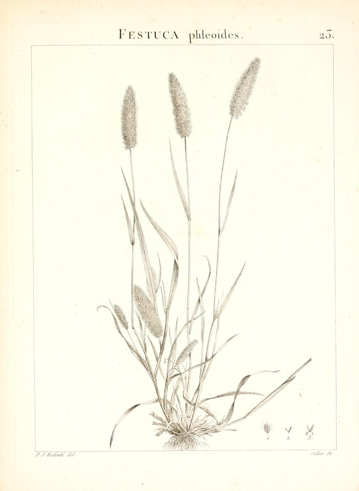 Mediterranean Hairgrass photo 6