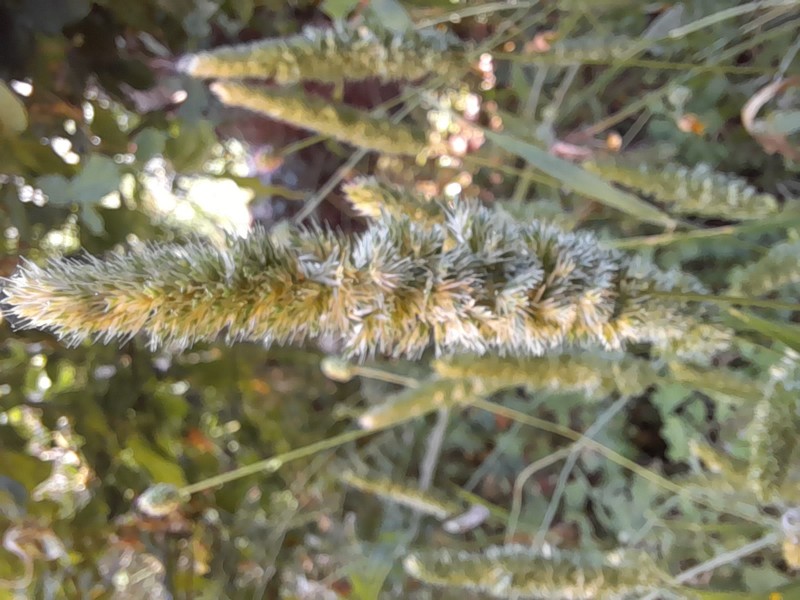 Mediterranean Hairgrass photo 2