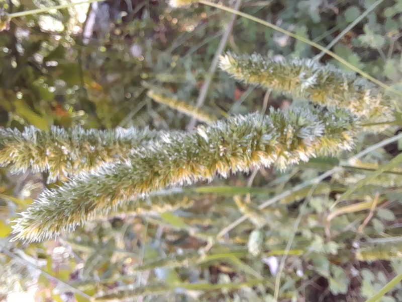 Mediterranean Hairgrass photo 3