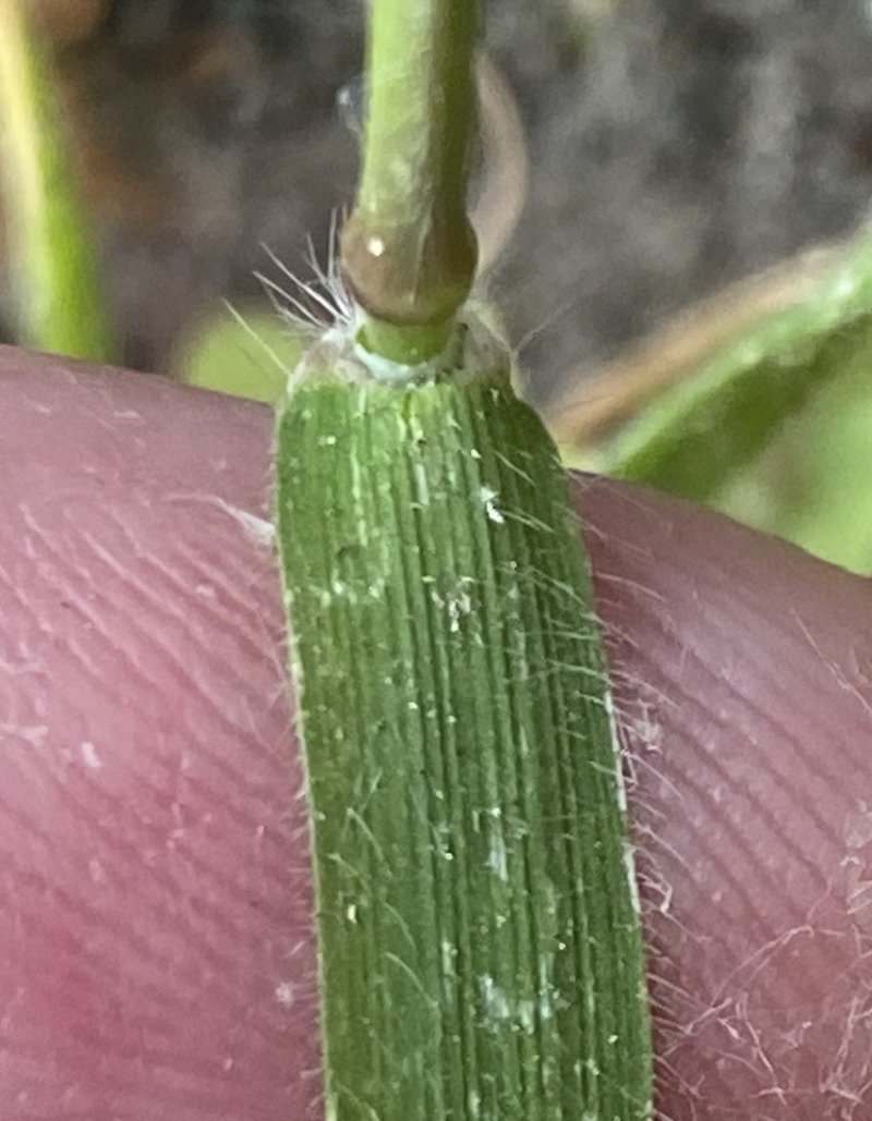 Mediterranean Hairgrass photo 7