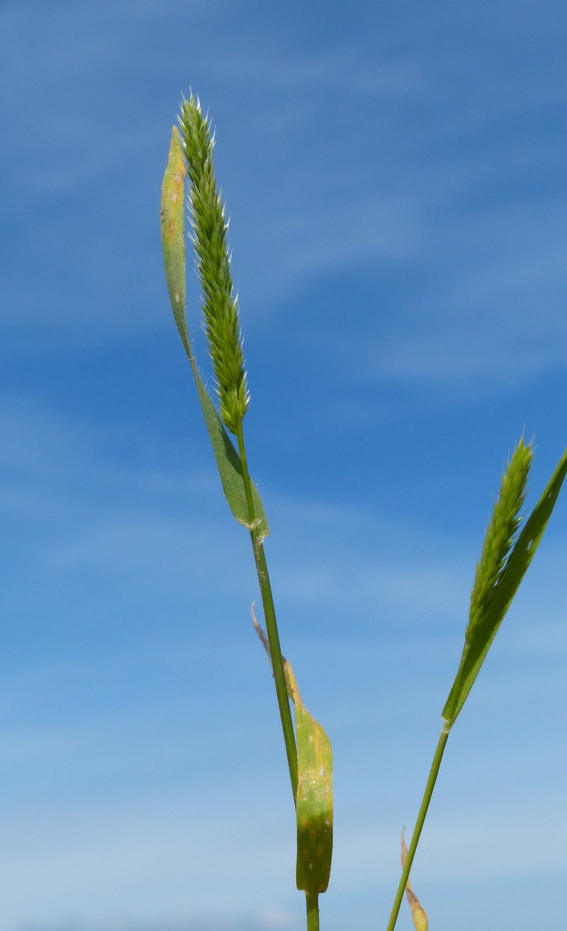 Mediterranean Hairgrass photo 8