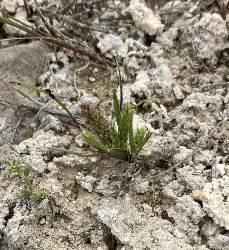 Rostraria hadjikyriakou