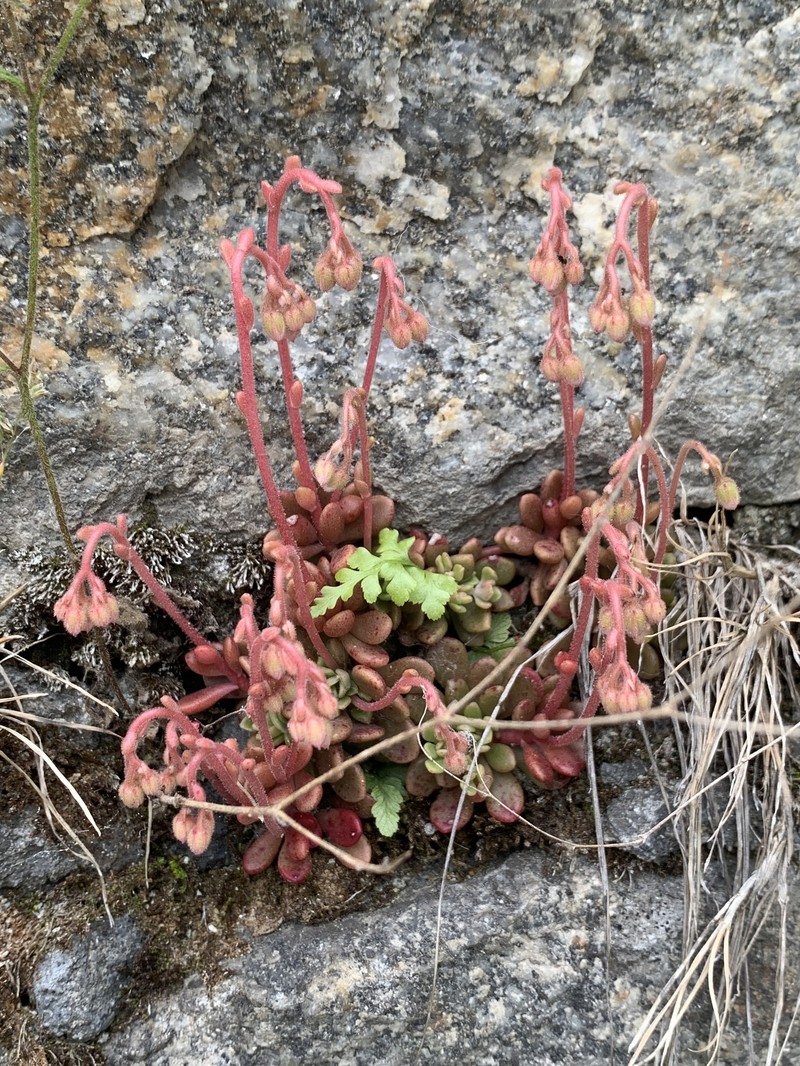Rosularia adenotricha subsp. adenotricha