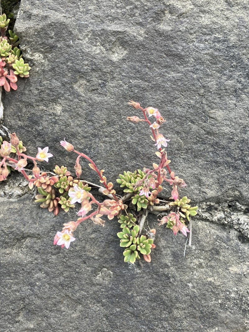 Rosularia adenotricha subsp. adenotricha photo 2