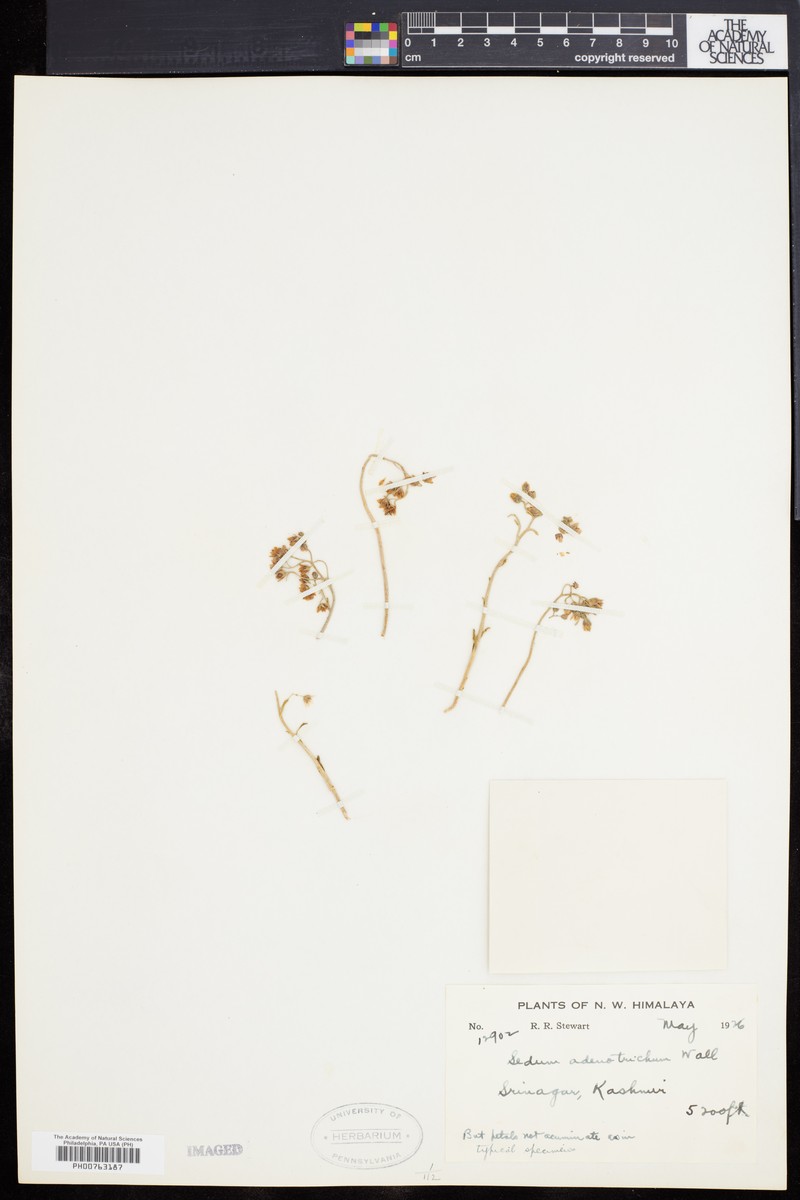 Rosularia adenotricha subsp. adenotricha photo 3