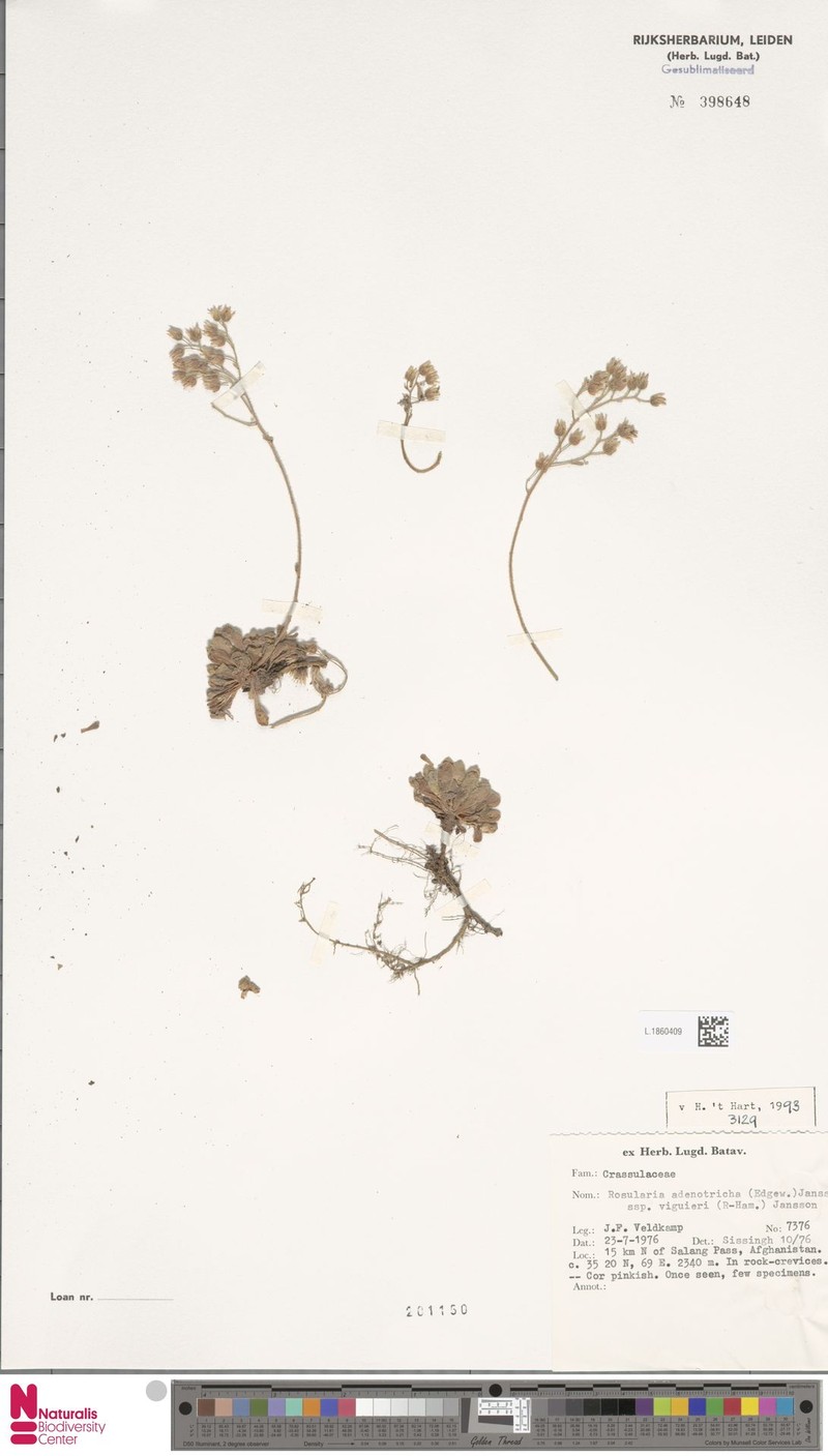 Rosularia viguieri
