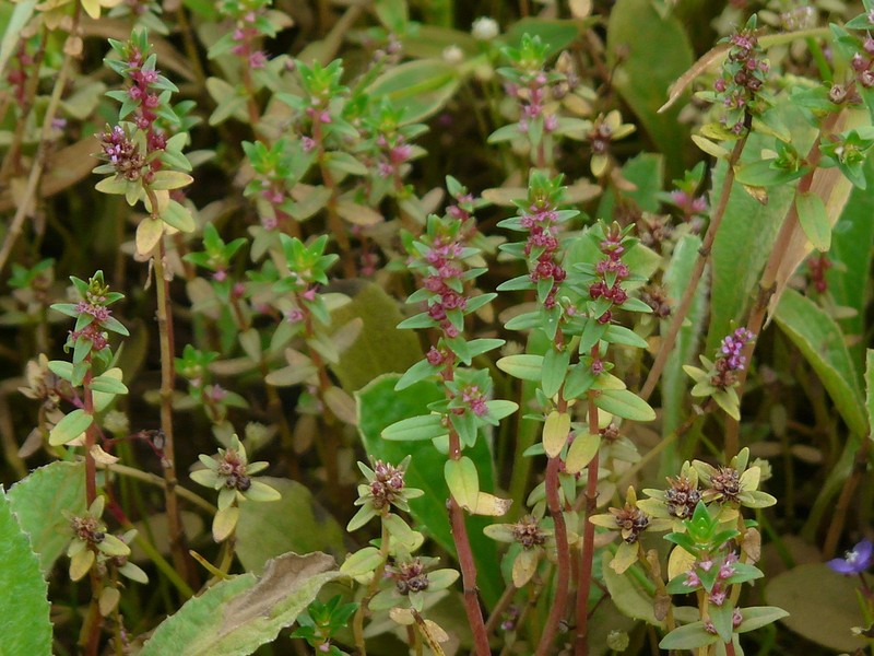 Rotala biglandulosa photo 3